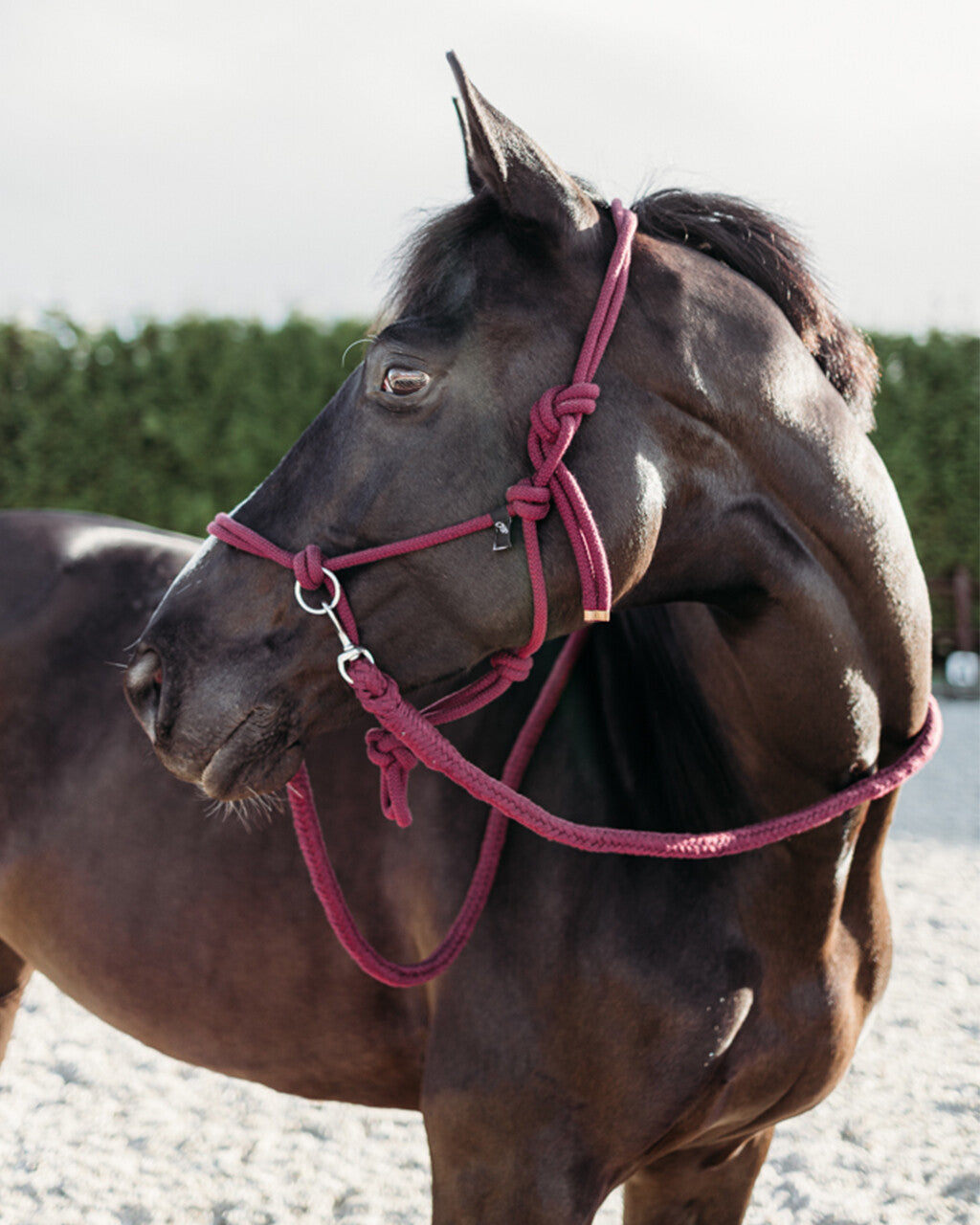 NEW - Rope halter with reins