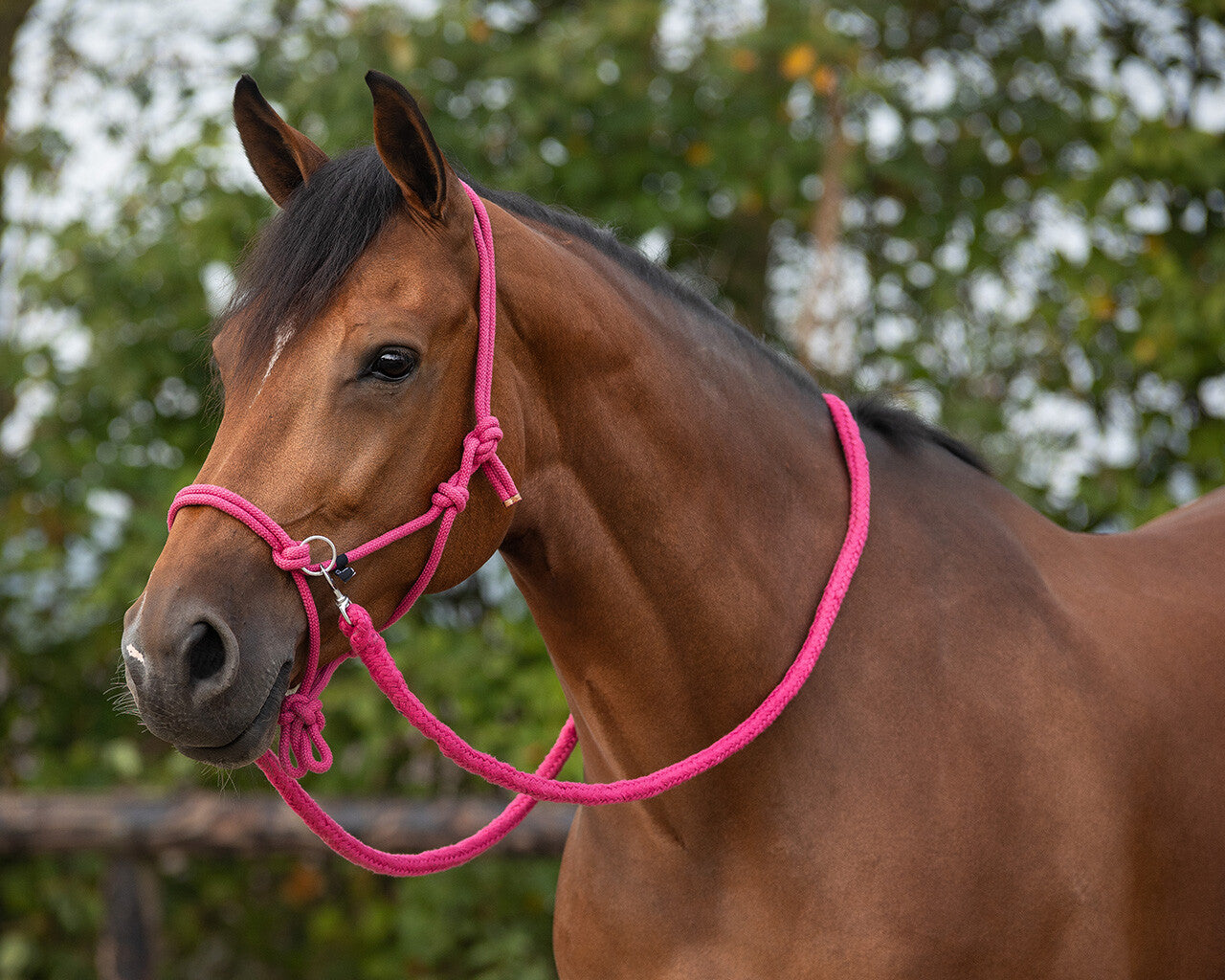 NEW - Rope halter with reins