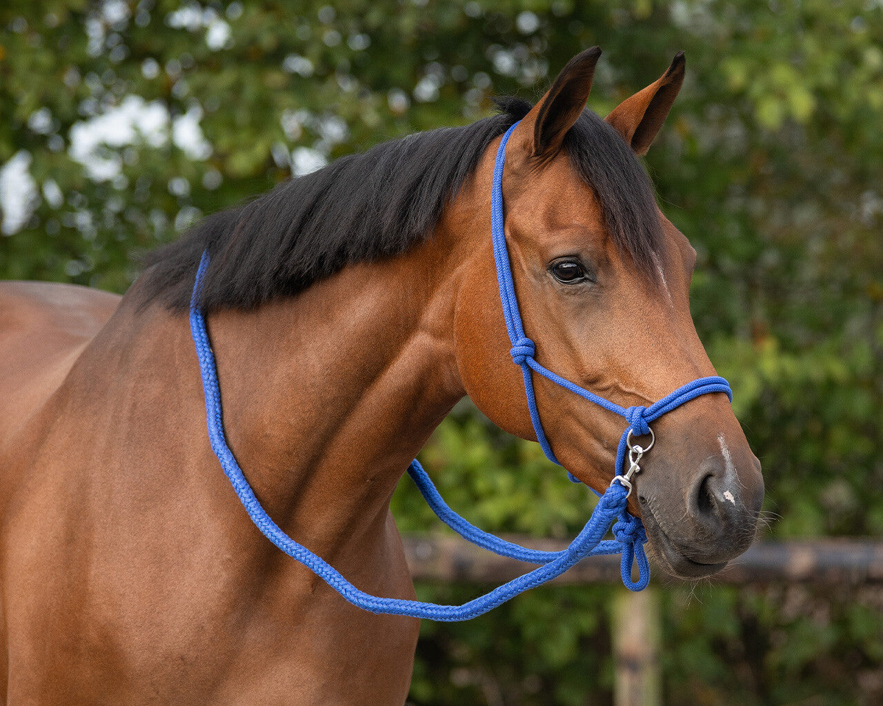 NEW - Rope halter with reins