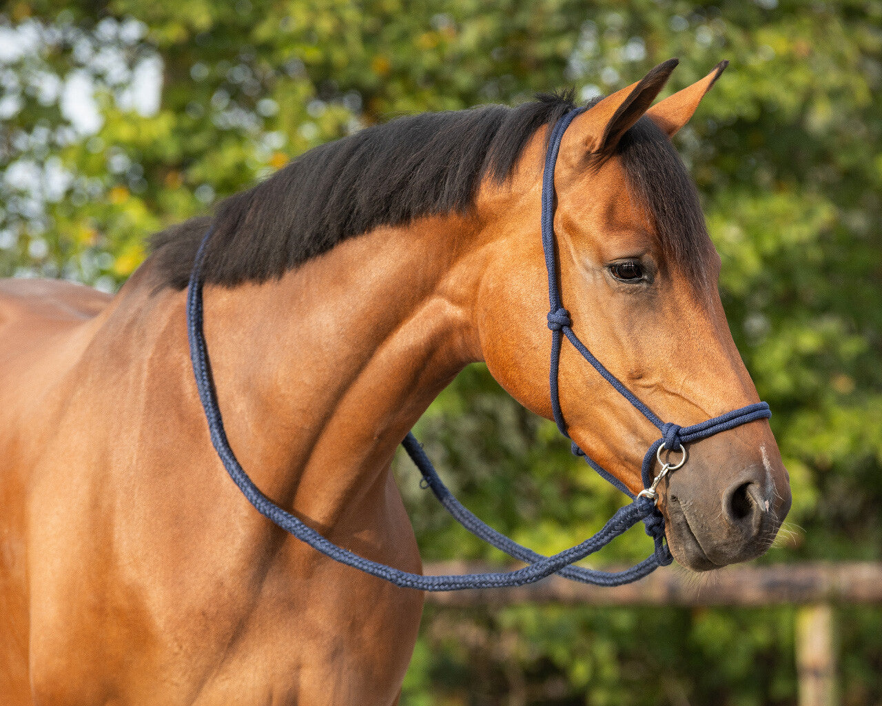 NEW - Rope halter with reins