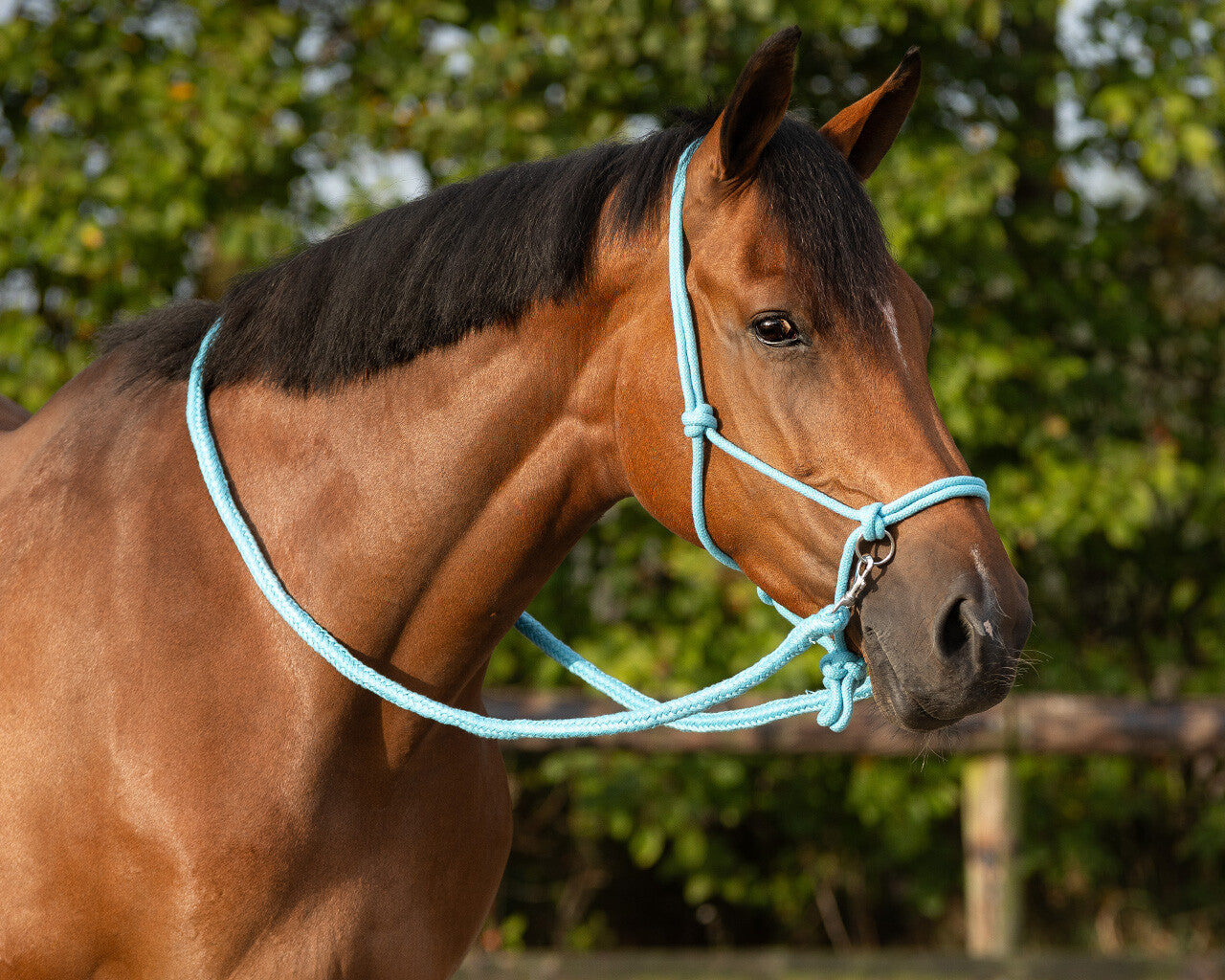 NEW - Rope halter with reins