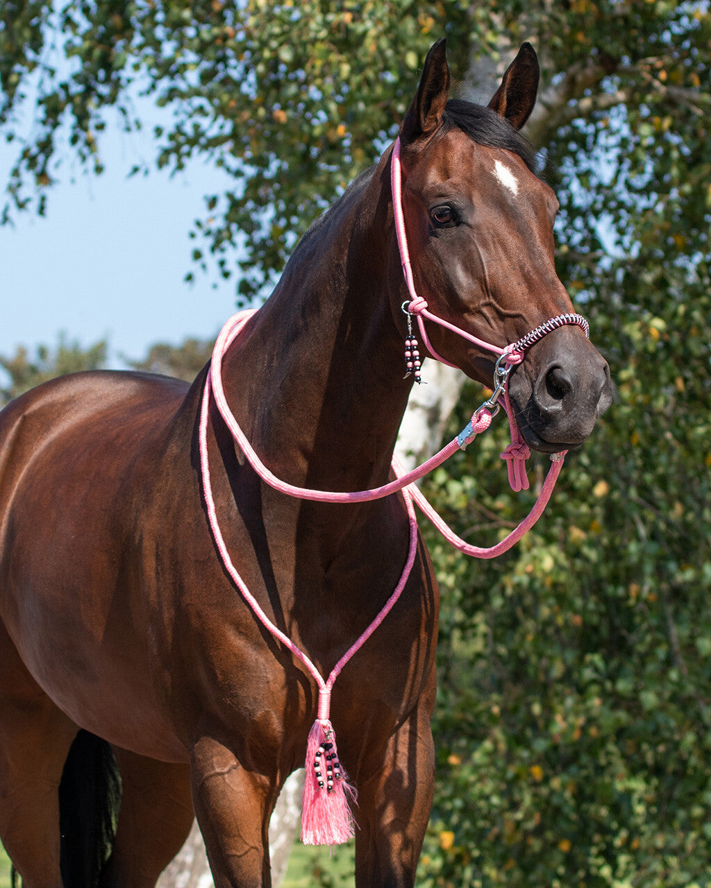 NEW - Rope Halter combi Liberty