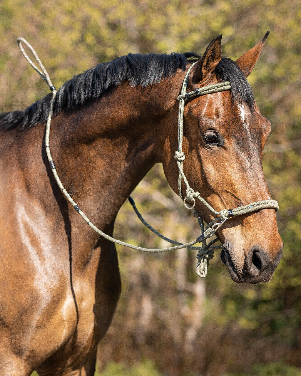 New - Rope halter/bridle