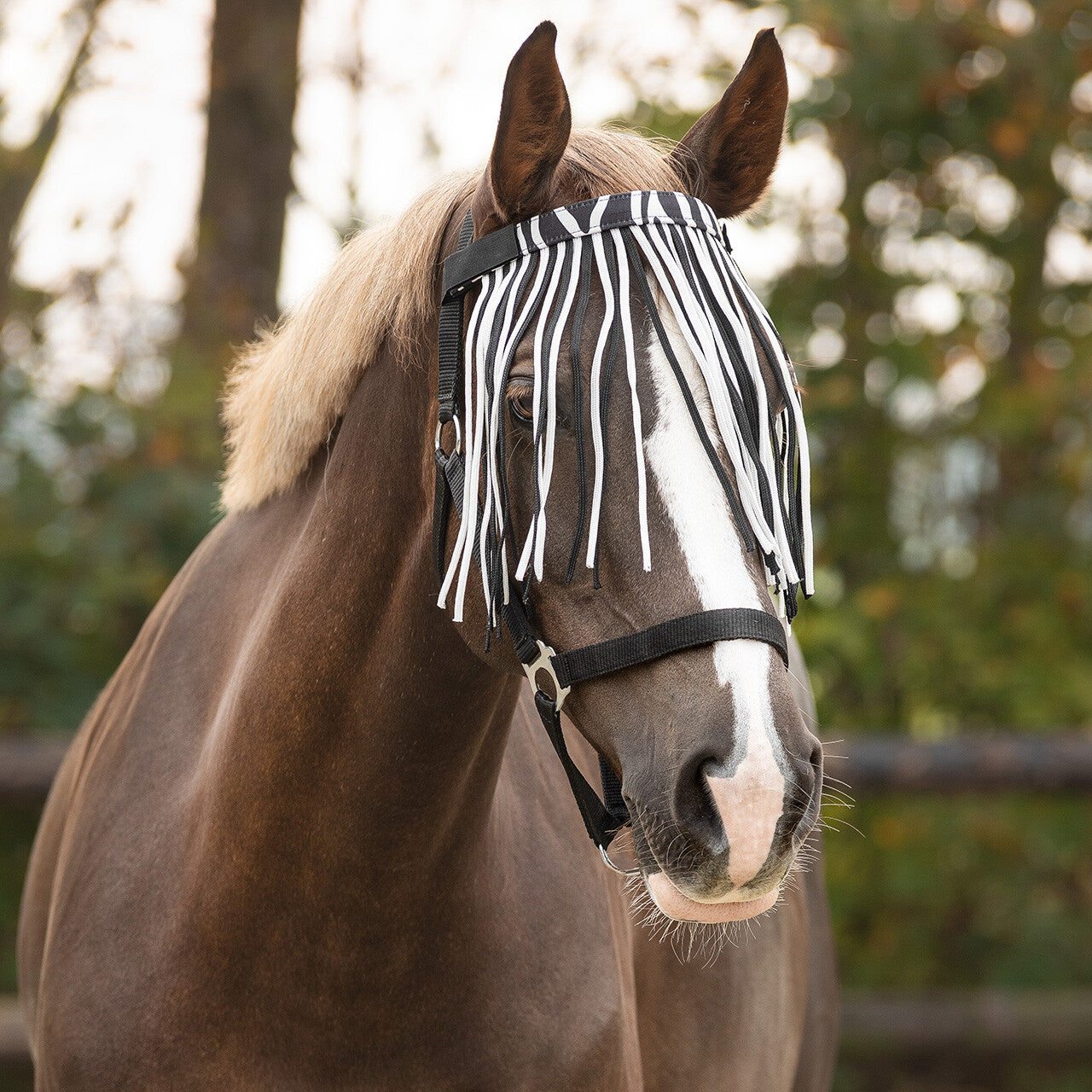 Anti-fly fringe