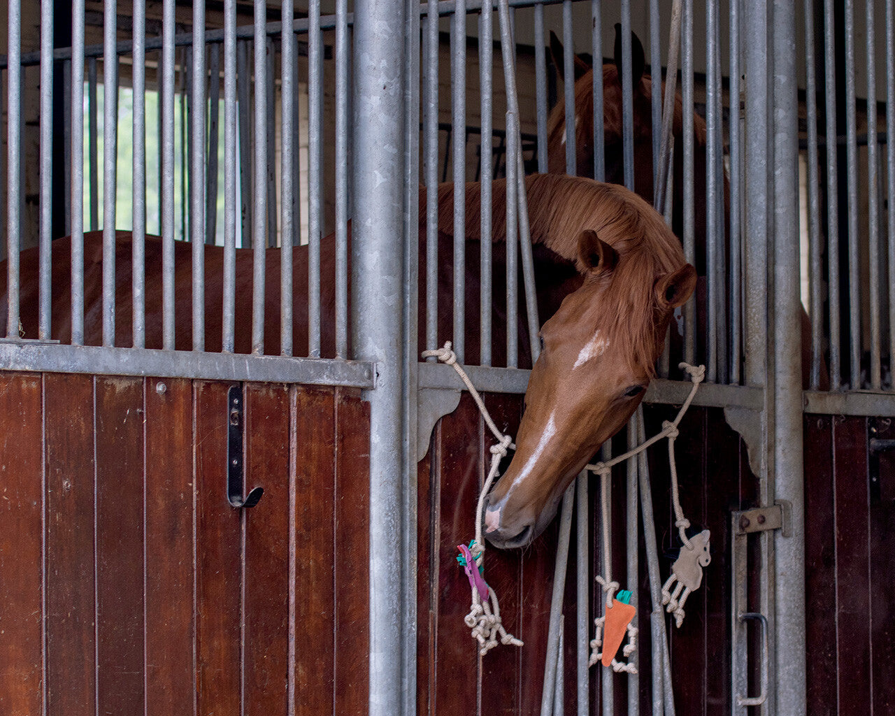 Horse toy box hanger