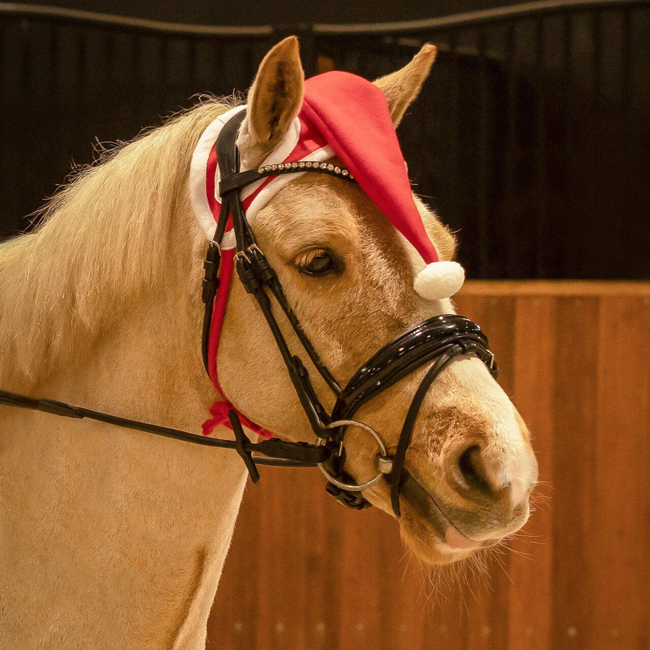 Christmas hat horse
