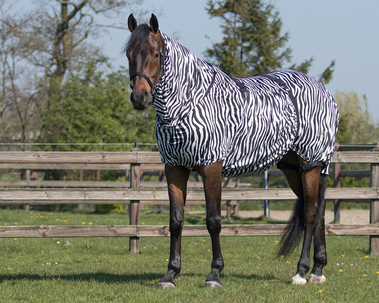 Fly Rug/ Fly Mask