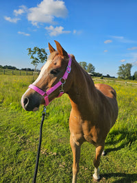 Nylon Head Collar - So Cute