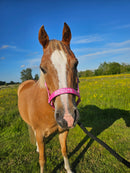 Nylon Head Collar - So Cute