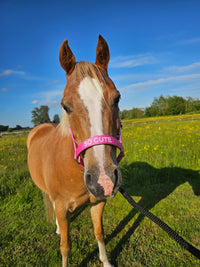 Nylon Head Collar - So Cute