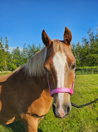 Nylon Head collar - Got any carrots?