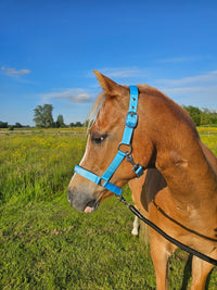 Nylon Head collar - Got any carrots?