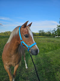 Nylon Head Collar - So Cute