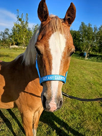 Nylon Head collar - Got any carrots?